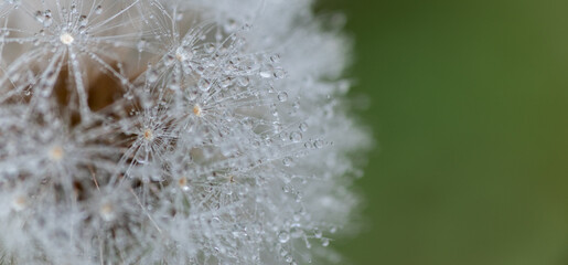 雨に濡れたタンポポの綿毛	