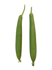 Two Organic Homegrown Luffa / Ridge Gourd / Sponge Gourd Vegetable 