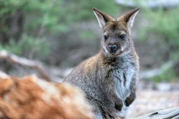 Obraz premium Pademelons are some of the smallest members of the macropod family, not to be confused with the larger kangaroos and wallabies. Closer view of torso and face with a blurred background.