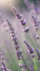 Obraz premium Lavender flowers grow in the field, they are purple and beautiful under the sunlight, and the background is slightly blurred.