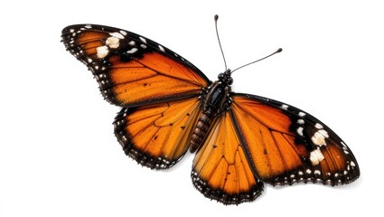 Fototapeta premium Monarch Butterfly with Orange and Black Wings Isolated on a White Background