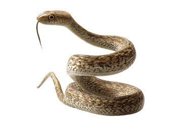 Obraz premium Coiled brown snake with forked tongue on black background, cut out