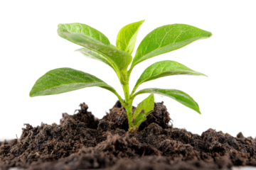 Green seedling sprouting in dark soil on black background, cut out