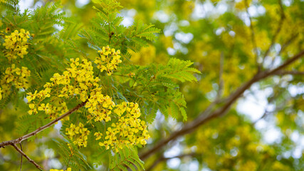 Vibrant Yellow Flowers and Green Leaves on a Branch in Nature