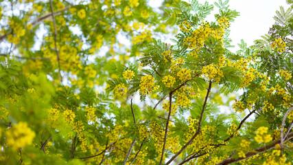 Bright Yellow Flowers and Lush Green Leaves in Sunlit Nature Scene