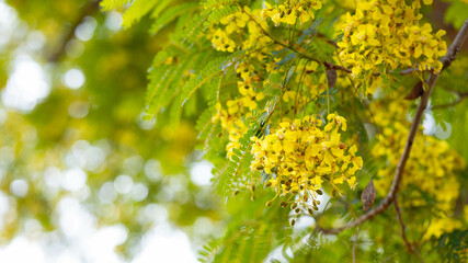Vibrant Yellow Flowers Against Soft Green Background in Nature