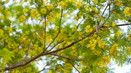 Vibrant Yellow Flowers and Lush Green Leaves on Tree Branches