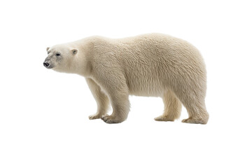 Fototapeta premium Majestic polar bear in profile view on white background, cut out