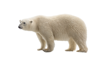 Majestic polar bear in profile view on white background, cut out