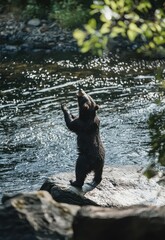 A bear stands by the riverbank, swiping its claws at the jumping Atlantic salmon, trying to catch its next meal. Stock