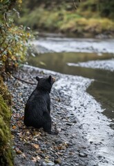 A bear stands by the riverbank, swiping its claws at the jumping Atlantic salmon, trying to catch its next meal. Stock