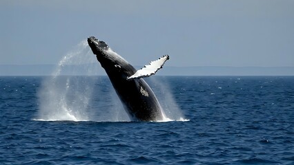 Large whale leaping sideways from ocean surface with wide splash and clear marine background. Wildlife documentary concept
