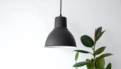 Obraz premium Modern Black Pendant Lamp Ficus Elastica Against White Wall Minimalist Design.