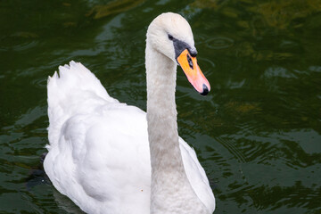 A graceful white swan swimming on a lake with dark water. The white swan is reflected in the water