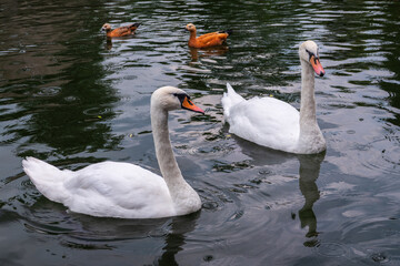 Two Graceful white Swans swimming in the lake, swans in the wild