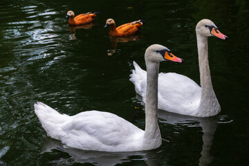 Two Graceful white Swans swimming in the lake, swans in the wild