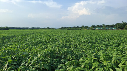 Organic Jute Farming Vibrant Green Fields and Traditional Rural Backdrop