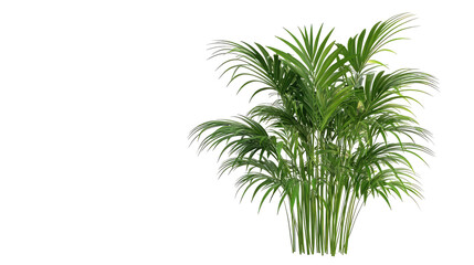 Obraz premium Beautiful Plant in 3D Rendering Isolated on Transparent Background