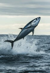 Fototapeta premium A bluefin tuna leaps out of the water in a dramatic display, its powerful muscles propelling it above the surface with a splash. Stock