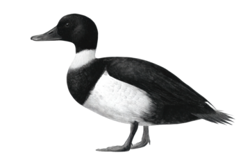 Detailed illustration of a tufted duck showing distinctive black and white plumage, cut out
