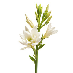 Obraz premium Single white freesia blossom isolated on black background