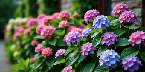 Obraz premium Lush Breton hydrangeas, vibrant blooms, stone walls , photography, vibrant, destination