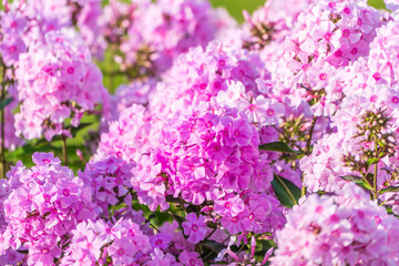 Obraz premium Pink phlox flowers. Phlox paniculata. Flowering herbaceous plants. Blooming phlox paniculata in the garden