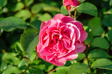 Close-up of a pink rose on green background