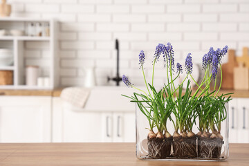 Glass vase with beautiful Muscari flowers on wooden table in kitchen