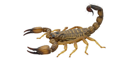 Desert Scorpion: A Detailed Study in Golden Hues