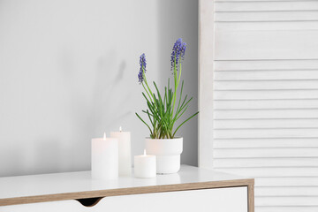 Chest of drawers with burning candles, beautiful Muscari flowers and shelving unit near light wall