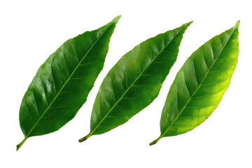 Fototapeta premium Vibrant green leaves on black background, cut out