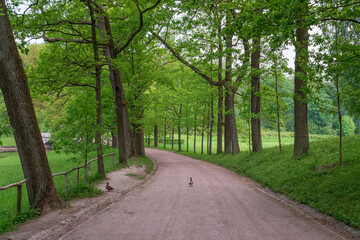 Obraz premium View of the Pilbashennaya alley in Pavlovsky Park on a sunny summer day, Pavlovsk, St. Petersburg, Russia