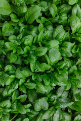 fresh organic spinach full of vitamins from the garden