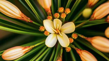Obraz premium Close-Up View of Exotic Flower with Buds in Natural Surroundings