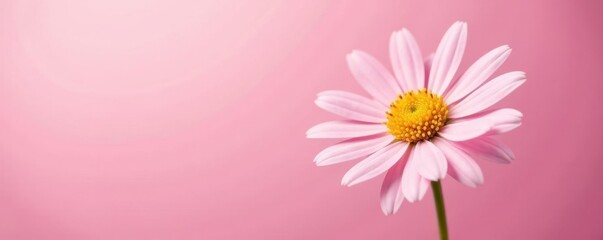 Single daisy, pastel pink background Delicate bloom, soft focus , illustration, greeting, blossom