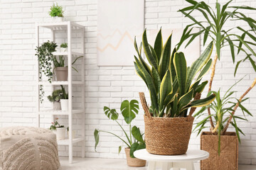 Green houseplants in interior of light room