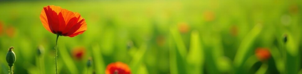 Fototapeta premium Solitary poppy, vibrant red against lush green field, floral, photo