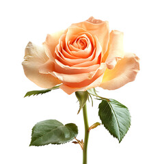 Peach Rose Flower Elegant Bloom, Soft Pastel Hues, Isolated on White