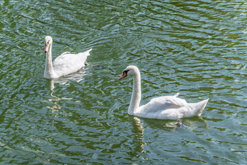 Two Graceful white Swans swimming in the lake, swans in the wild