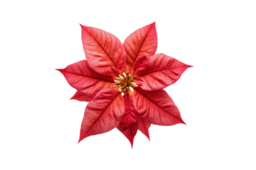 Vibrant red poinsettia flower on black background with detailed petals, cut out