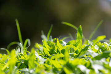  macro shot of vibrant green grass blades, showcasing their delicate texture and natural beauty.