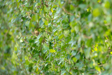 close-up of a dense green hedge, creating a natural wall of vibrant foliage.