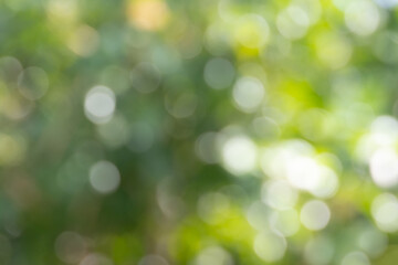  beautiful abstract image of a green bokeh background. The soft, out-of-focus circles create a...