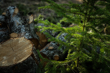 Cut logs beside green evergreen branch in forest