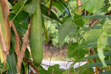 close-up shot of a Luffa acutangular (angled loofah or sponge gourd) hanging from a branch.