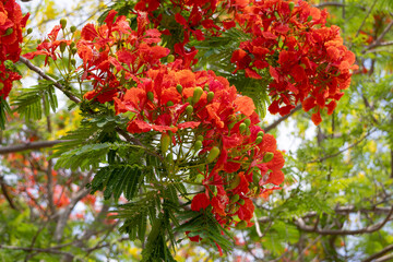 bright orange-red flowers of the Flamboyant tree (Delonix regia), also known as Royal Poinciana or Flame tree.