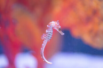 delicate seahorse gracefully glides through the water, its intricate body and long snout creating a mesmerizing sight.  © pandaclub23