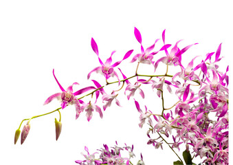 Purple White Dendrobium Orchid  isolated on white background