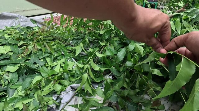 4k video clip of separating neem leaves by hand  from cut branches to prepare herbal medicine in india